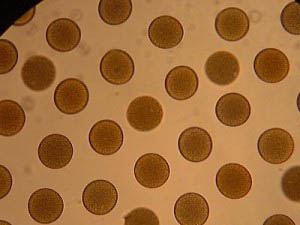 生命は神秘的で美しいものです。写真はウニの卵です。等間隔に並ぶのはなぜでしょう？