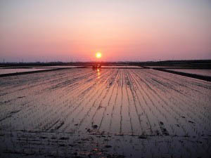 ④新潟の田園風景　夕暮れの田植え