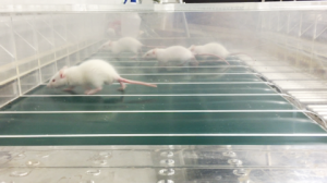 ラットトレッドミル写真